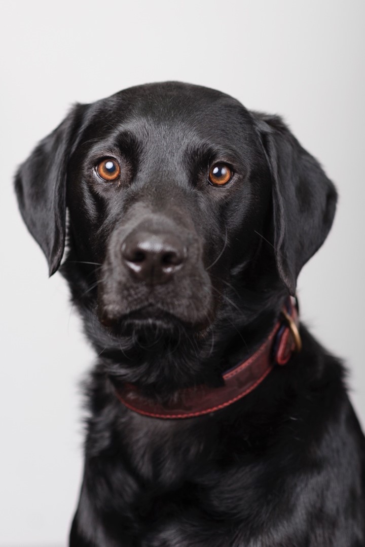 Teddy - Isebrook School dog