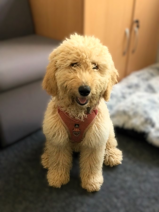 Bella - Isebrook school dog