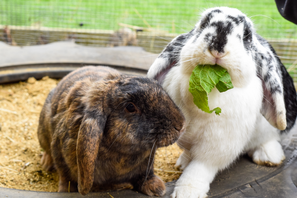 Two rabbits eating lettuce