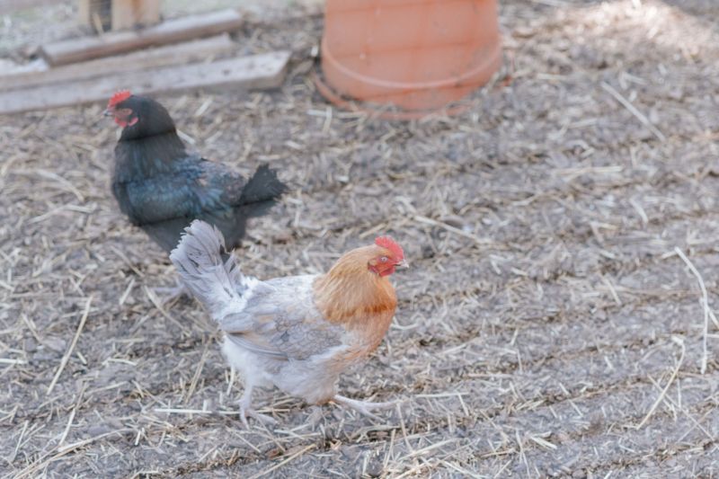 Chickens at Isebrook