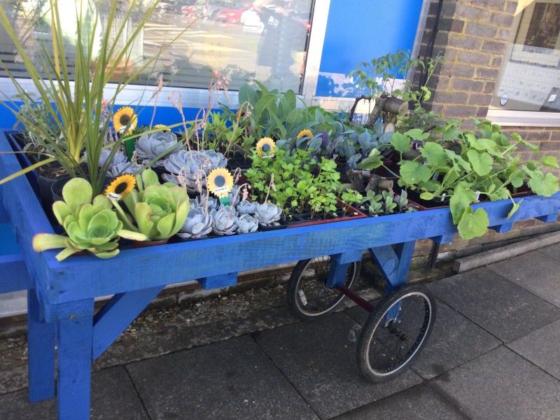 Plant market cart at Isebrook in summer